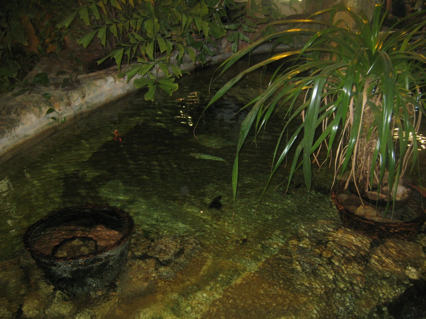 Riga Zoo - Tropical house - Pig-nosed turtle exhibit