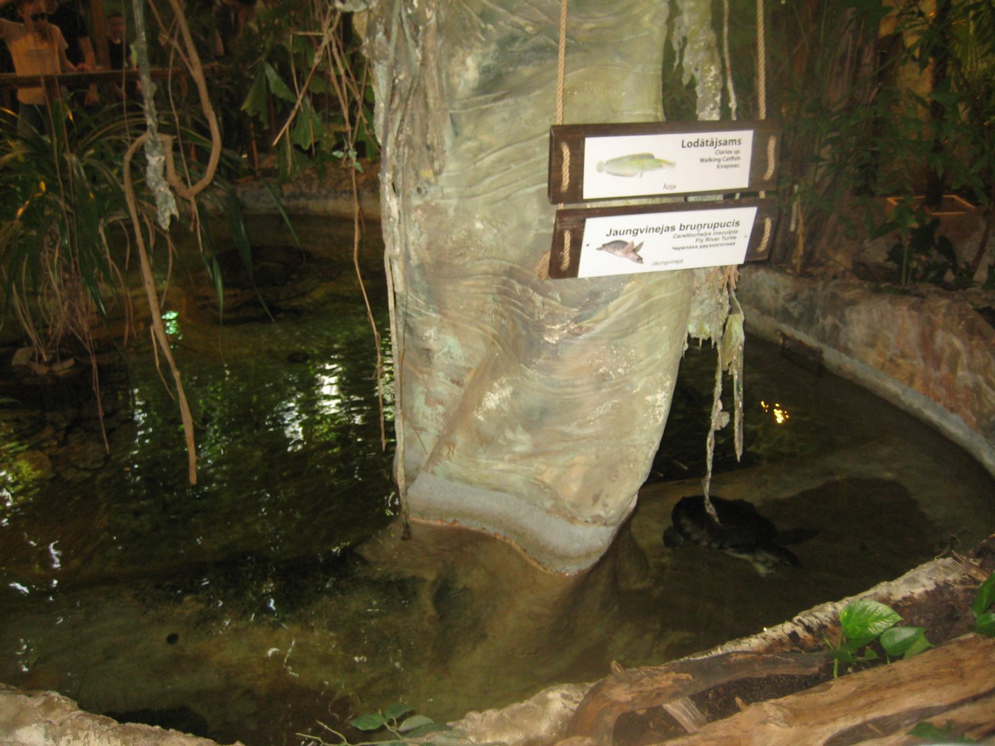 Riga Zoo - Tropical house - Pig-nosed turtle exhibit