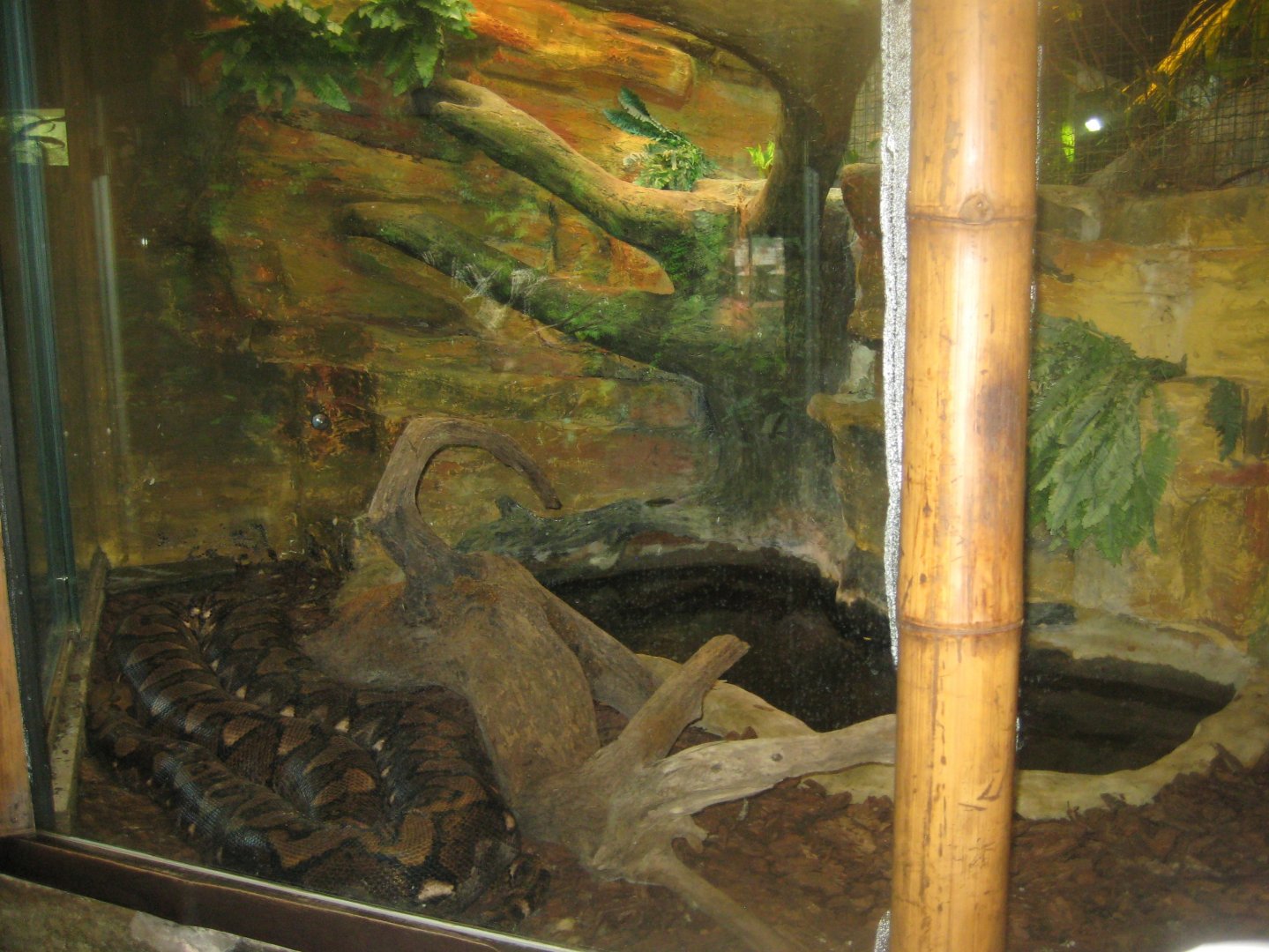 Riga Zoo - Tropical house - Python exhibit