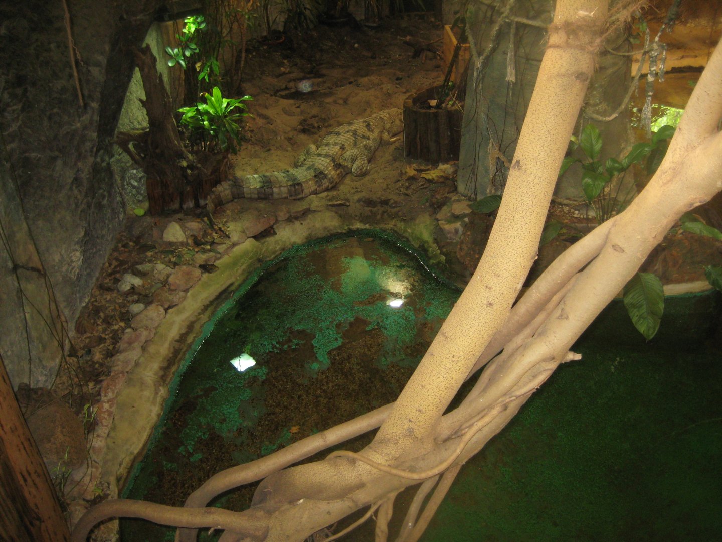 Riga Zoo - Tropical house - Tomistoma exhibit #1