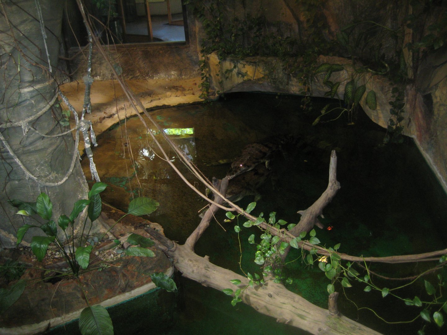 Riga Zoo - Tropical house - Tomistoma exhibit #2