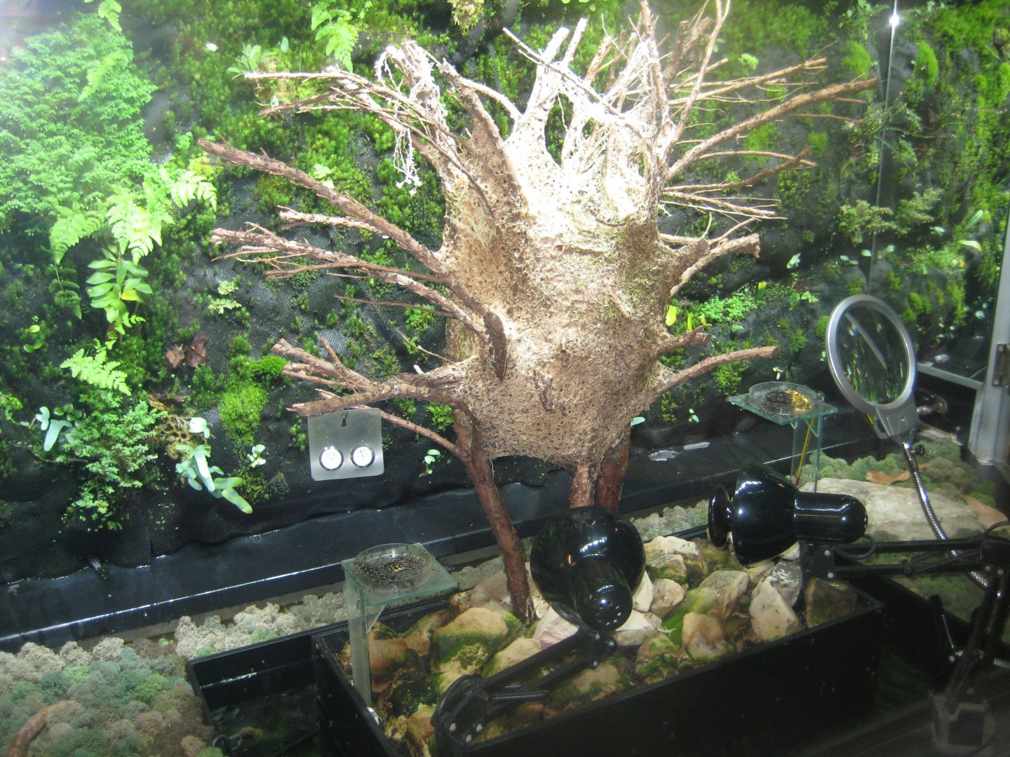 Riga Zoo - Tropical house - Weaver ant exhibit