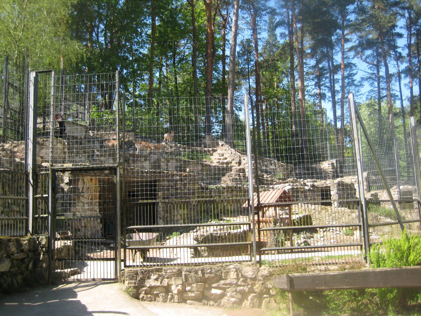 Riga Zoo - Urial exhibit