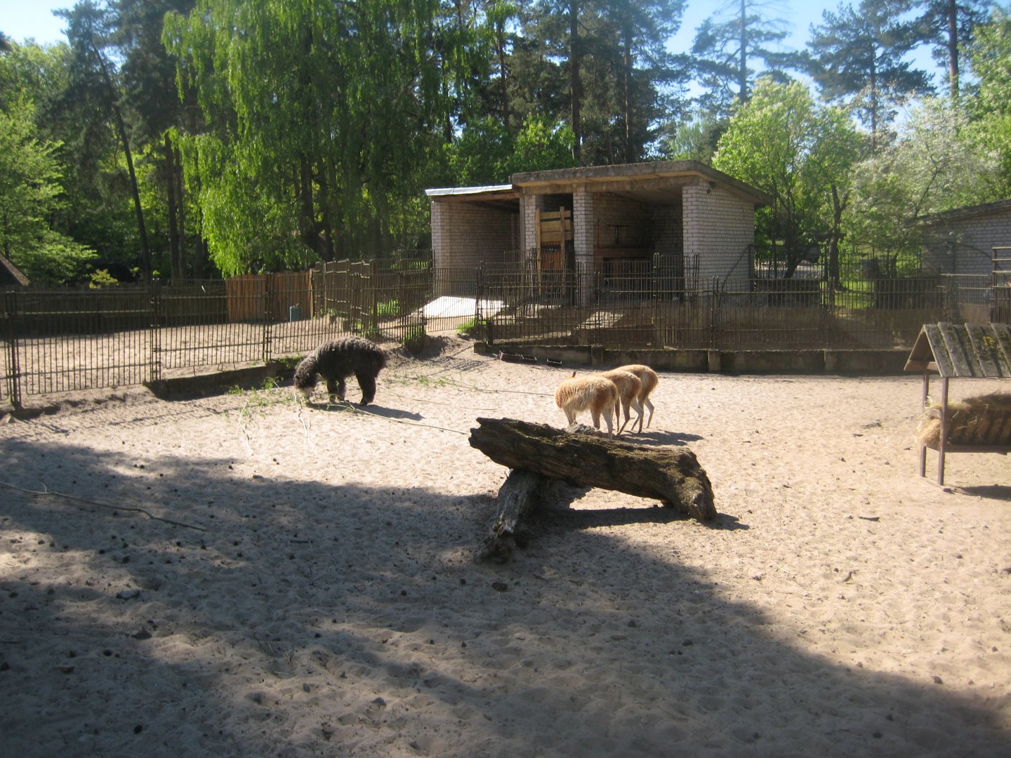 Riga Zoo - Vicuna/alpaca exhibit #2