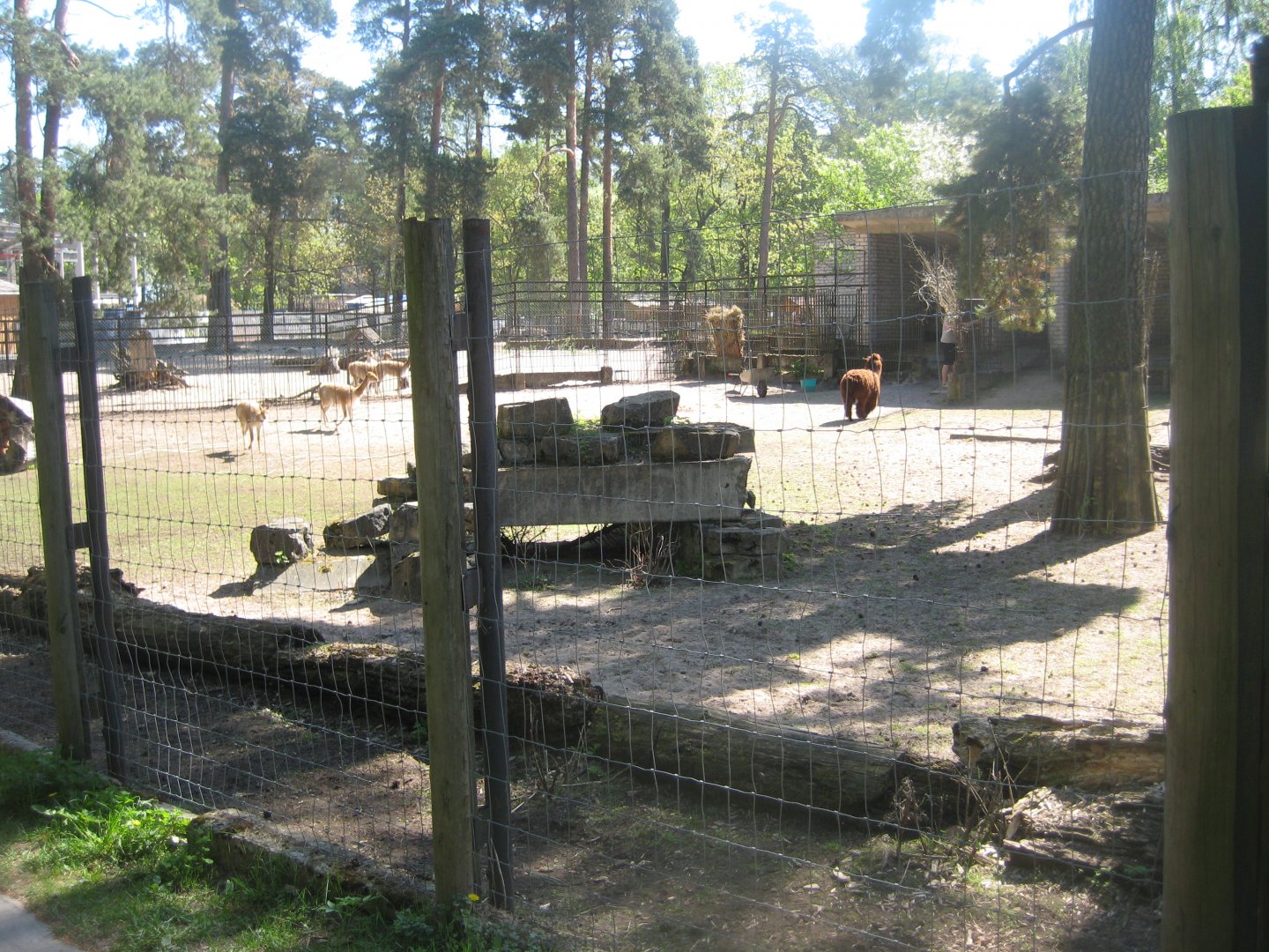 Riga Zoo - Vicuna/alpaka exhibit #1