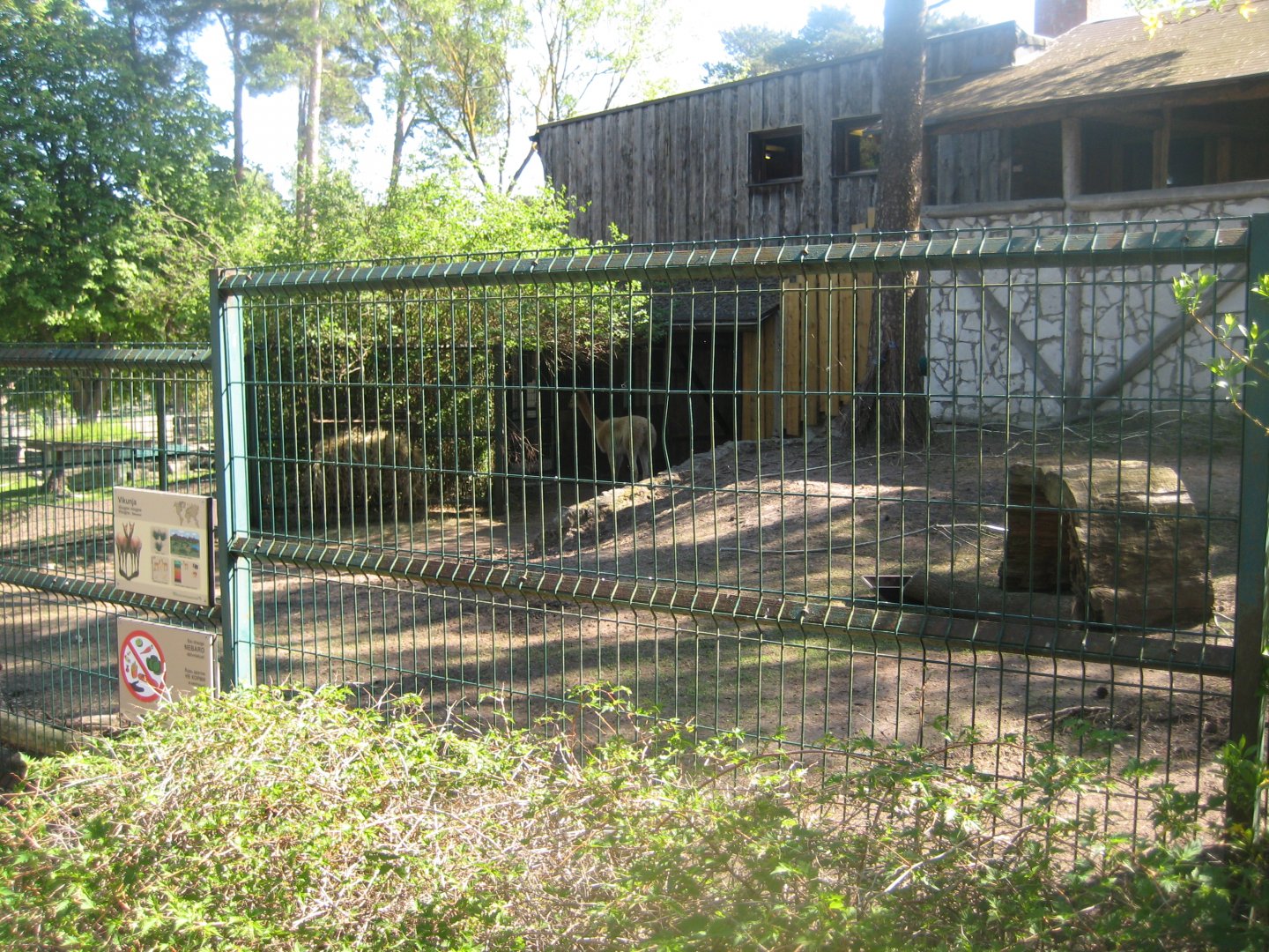 Riga Zoo - Vicuna exhibit