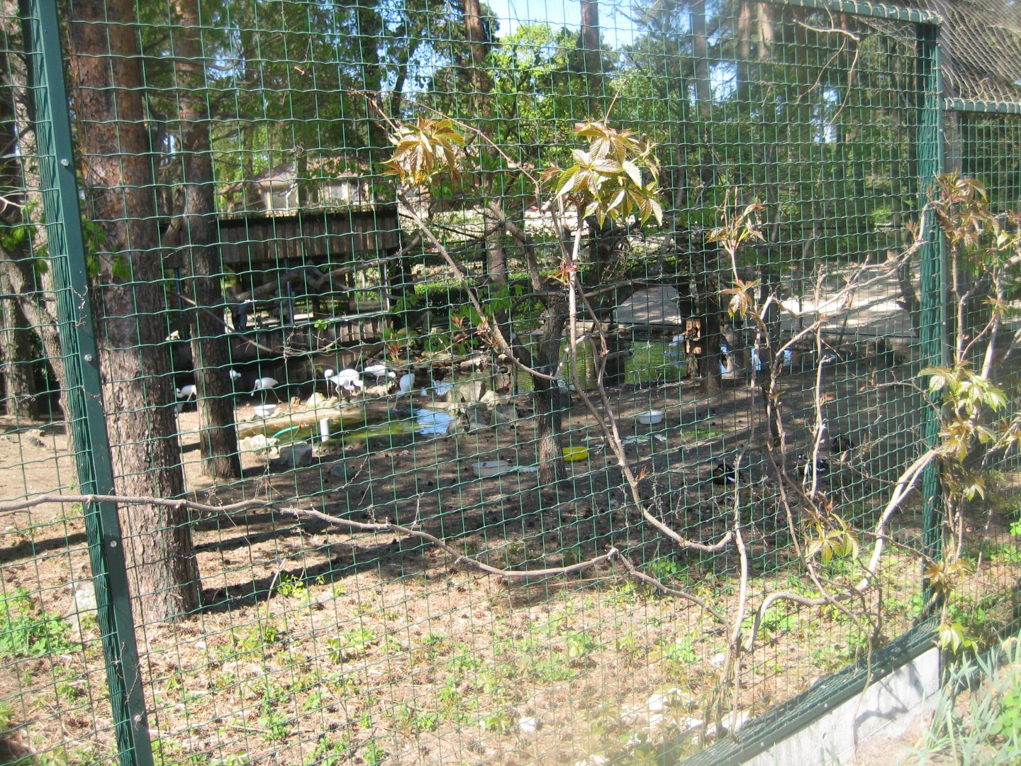 Riga Zoo - Wading bird aviary