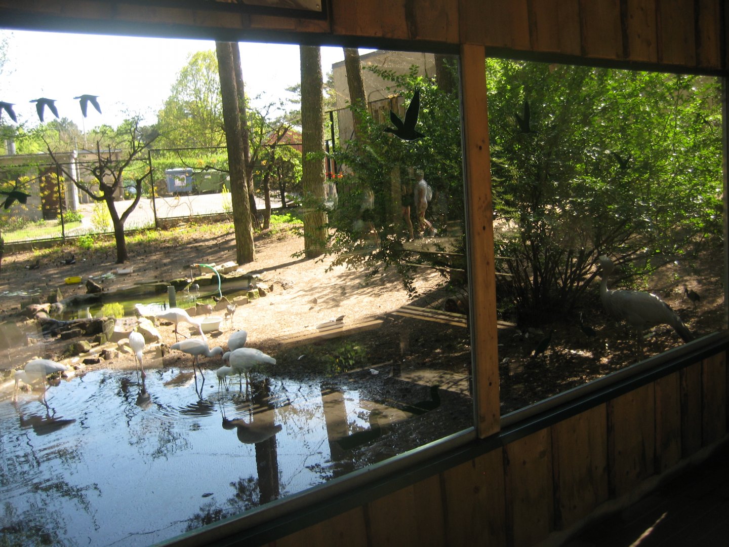 Riga Zoo - Wading bird aviary