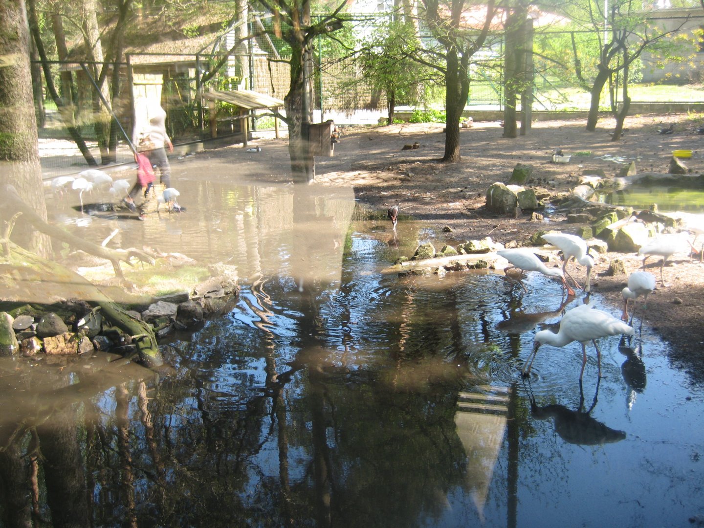 Riga Zoo - Wading bird aviary