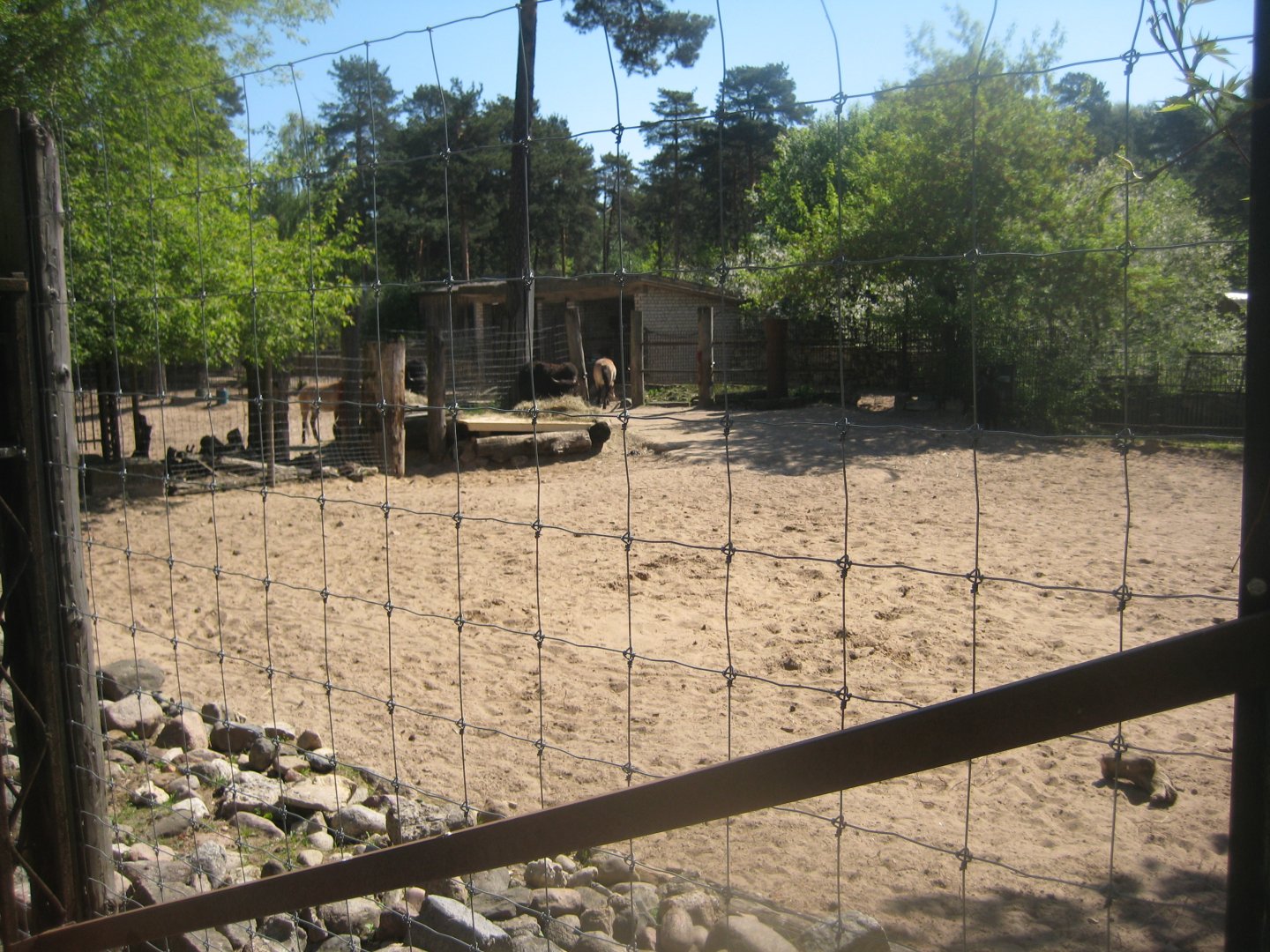 Riga Zoo - Wild horse/yak exhibit