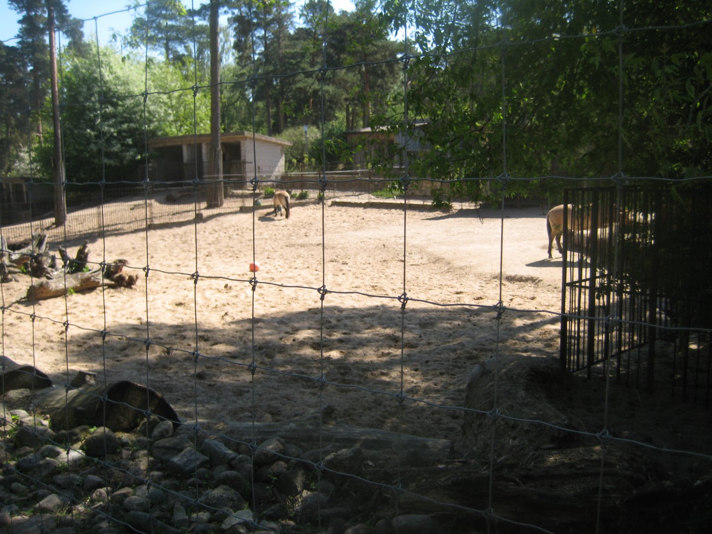 Riga Zoo - Wild horse/yak exhibit