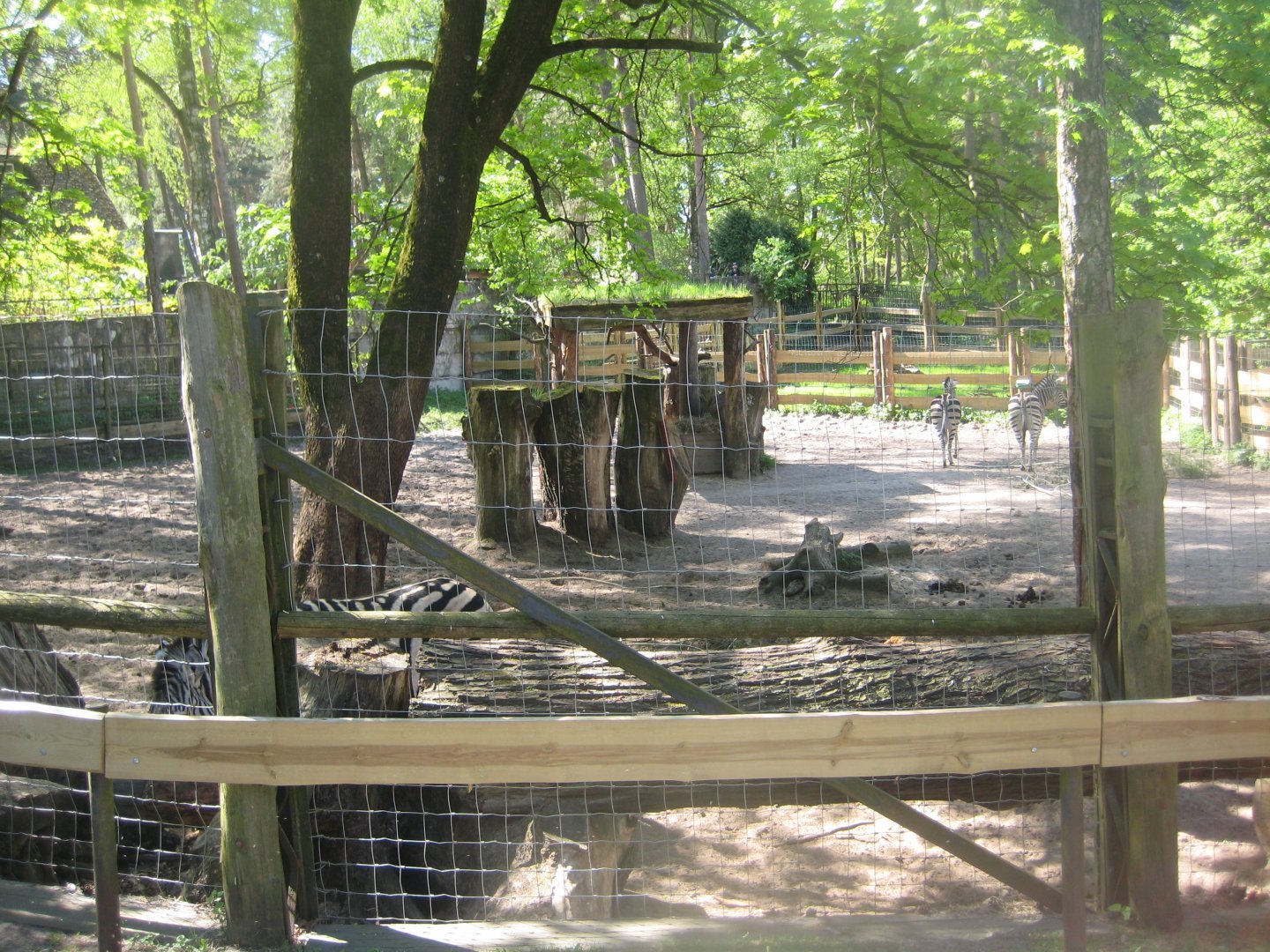 Riga Zoo - Zebra exhibit