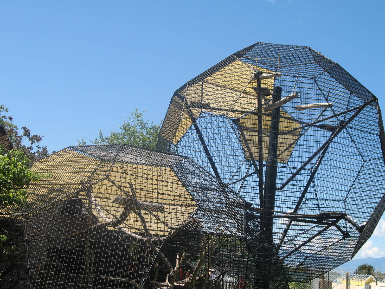 Rige-Tailed Lemur Exhibit