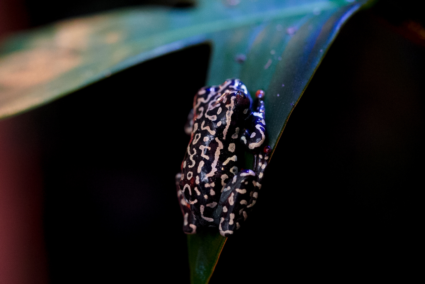 Riggenbach Reed Frog // Color of Life