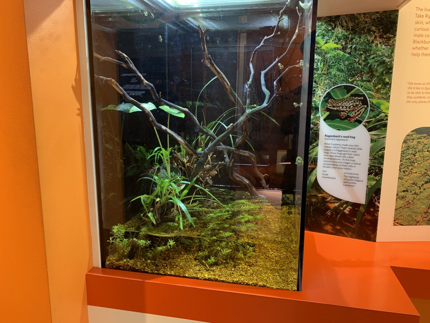 Riggenbach's reed frog exhibit - Color of Life