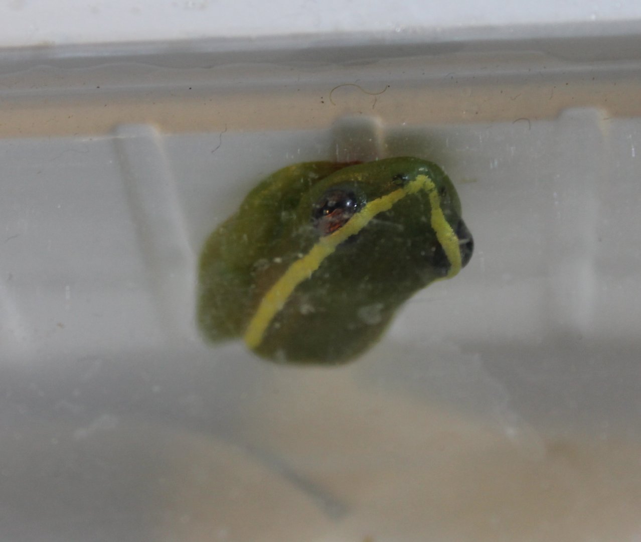 Riggenbach's reed-frog - Hyperolius riggenbachi