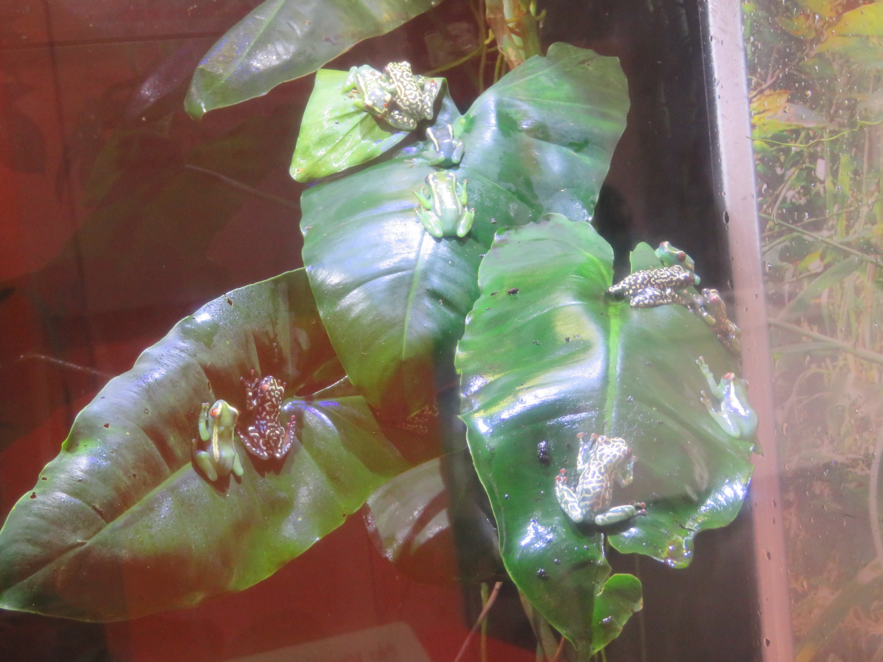 Riggenbach's Reed Frog