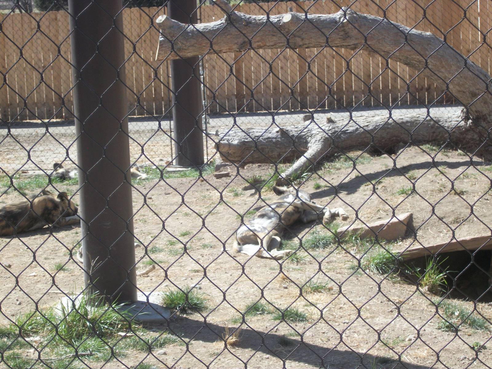 Right African Wild Dogs