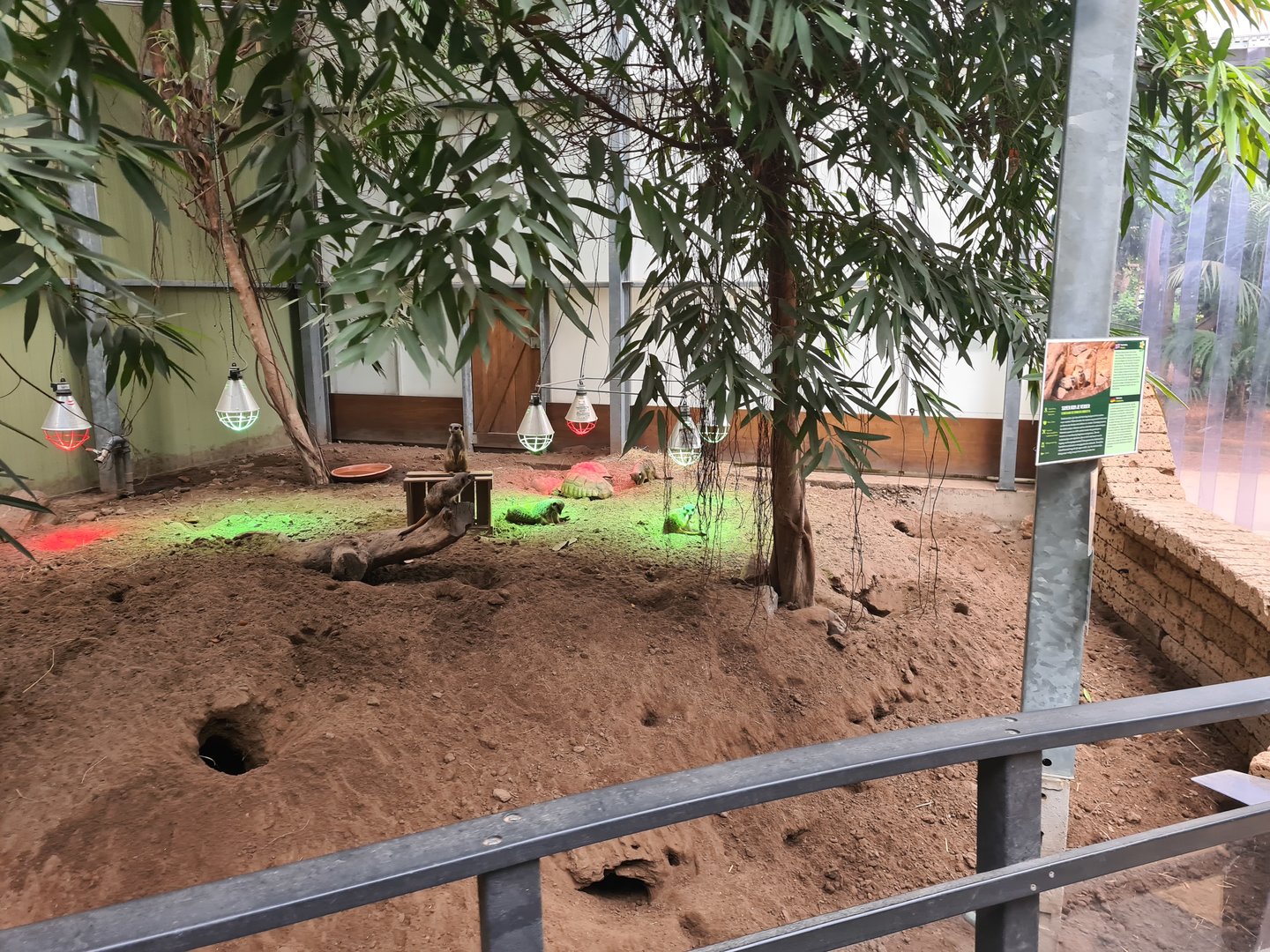 Right half of Meerkat/Spurred tortoise enclosure