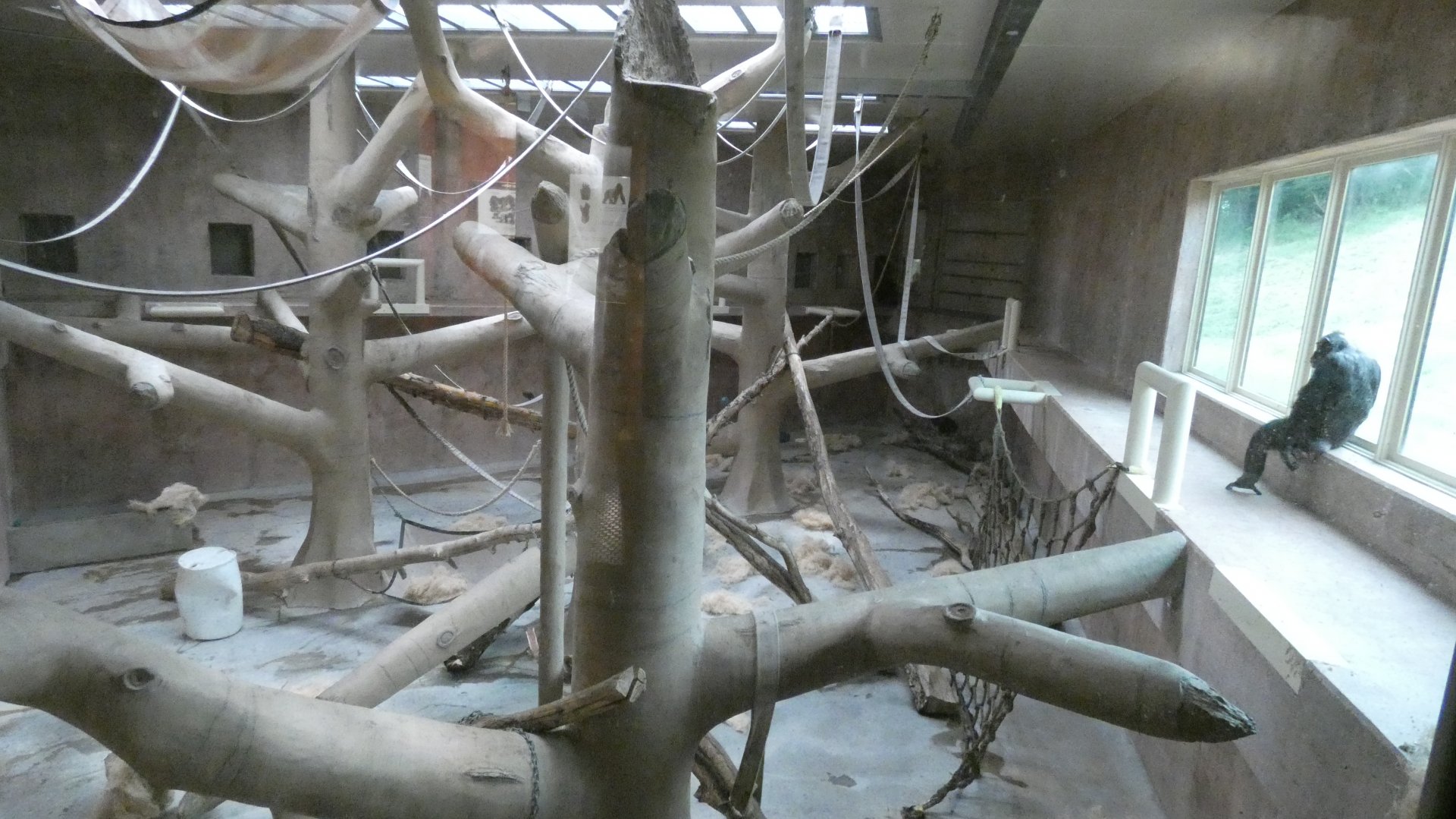 Right Indoor Ape Exhibit, Great Apes of Harambee - July. 2022