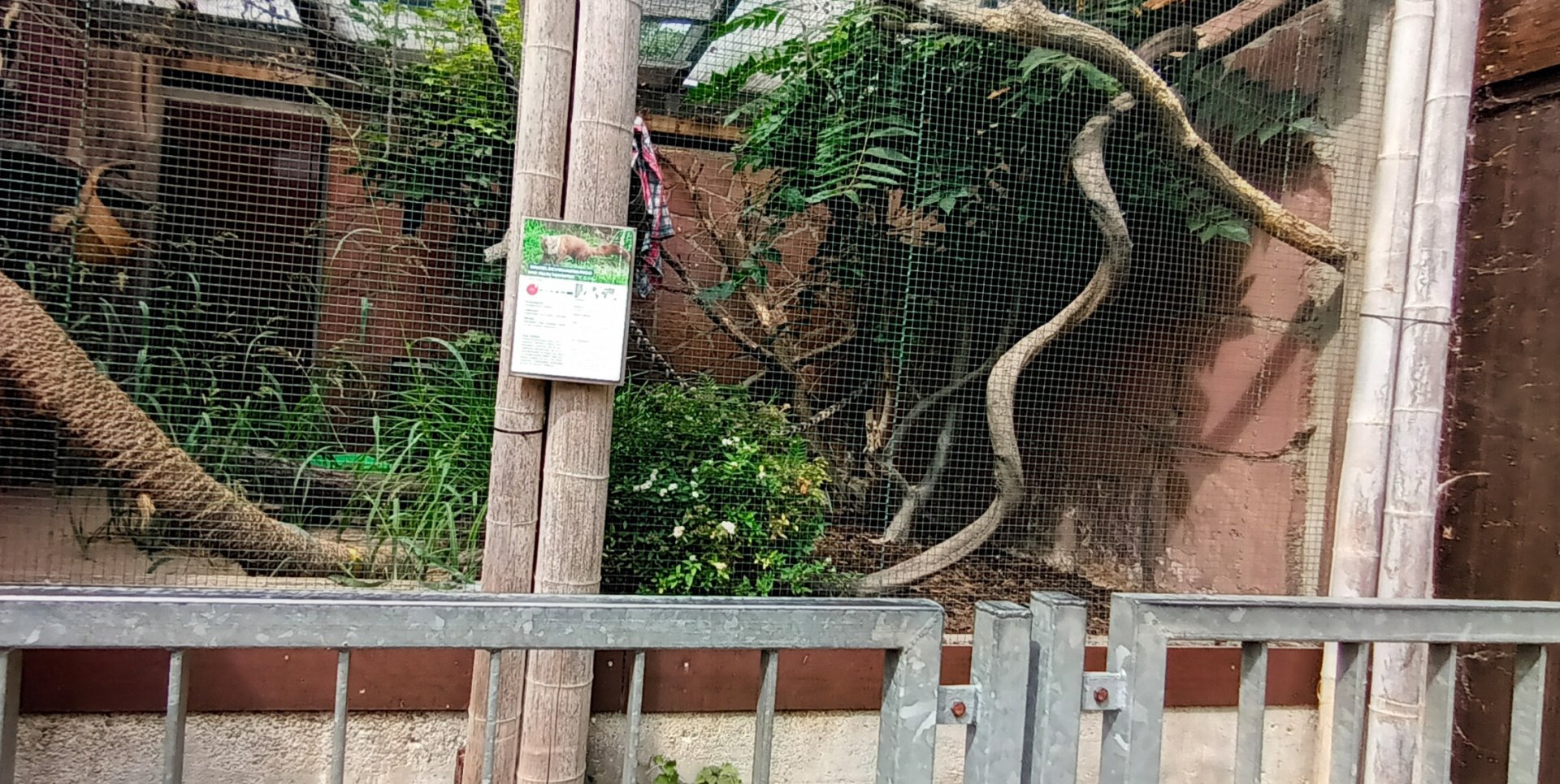 right part of Ring tailed Vontsira enclosure