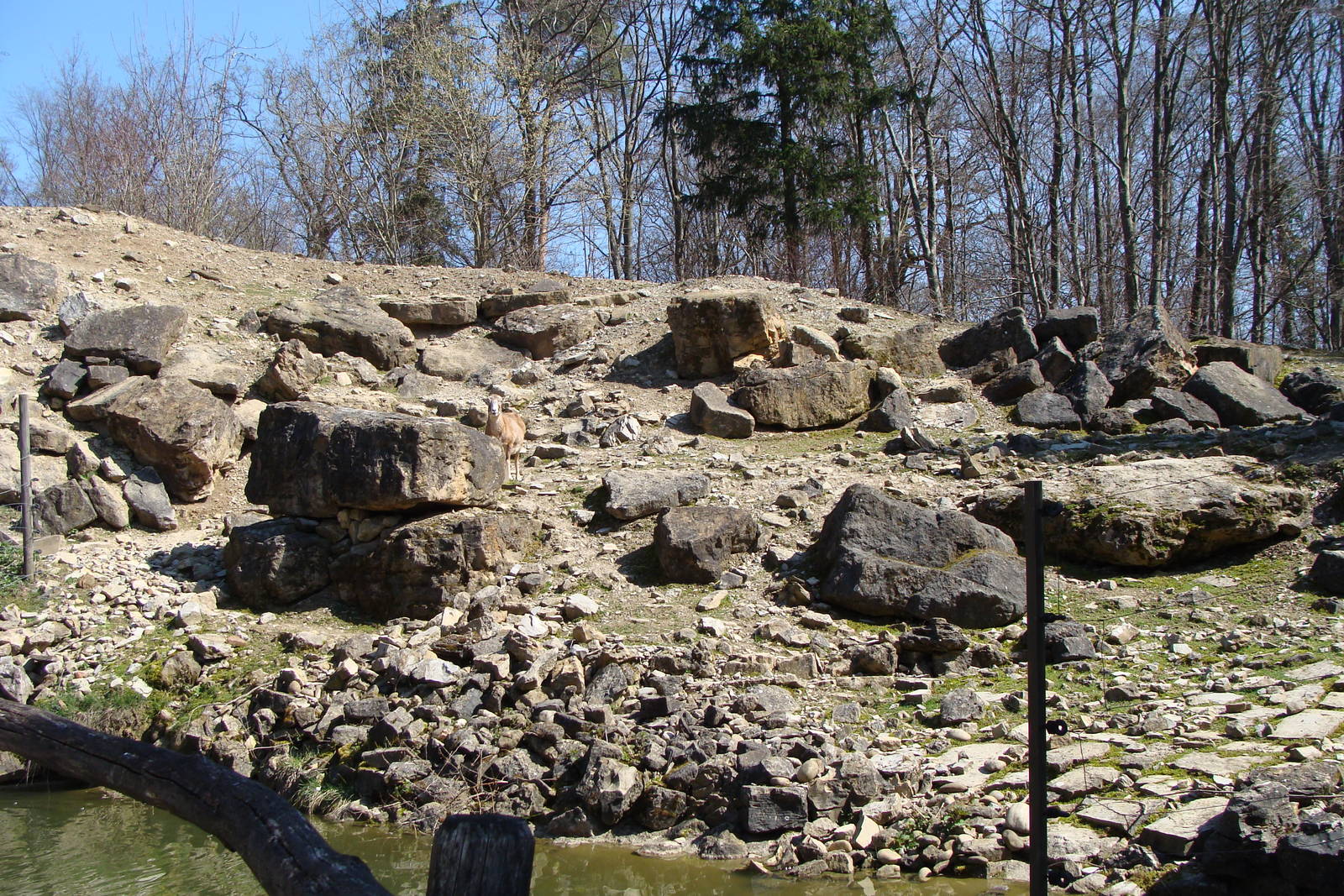 right part of the moufflon exhibit