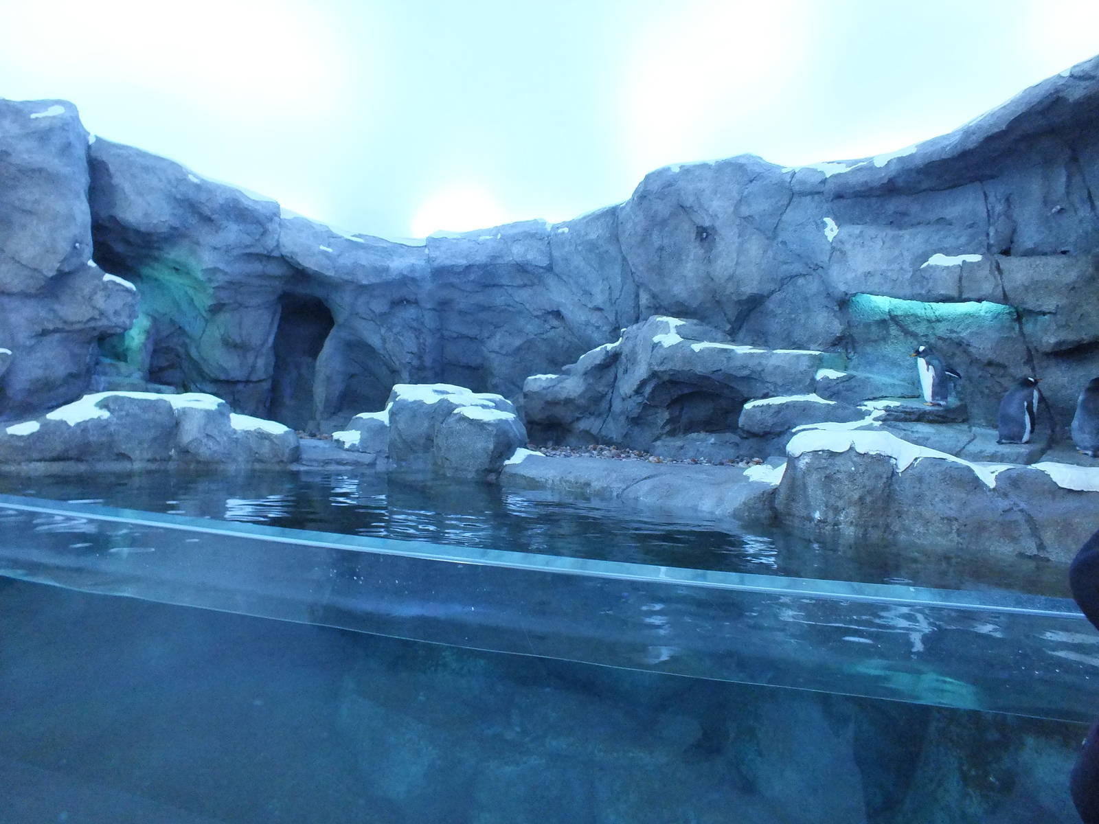 Right portion of left Penguin Exhibit