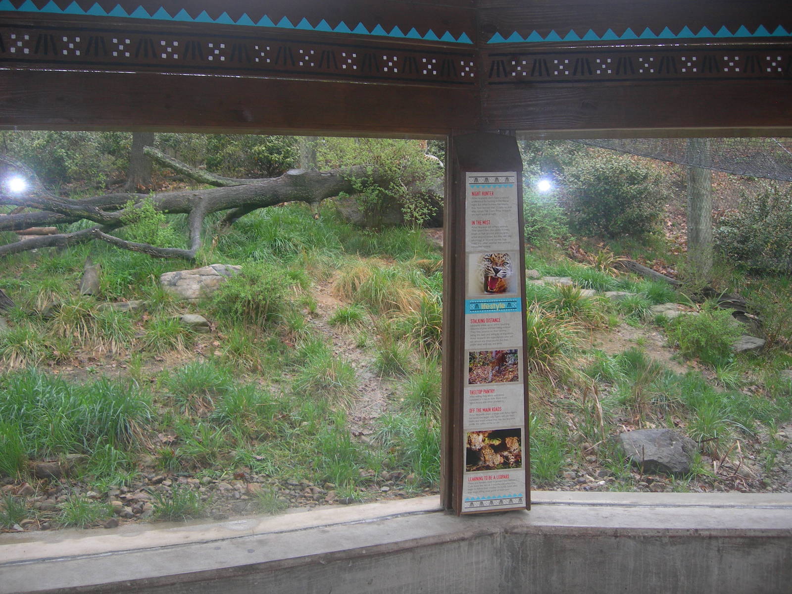 Right side of amur leopard exhibit