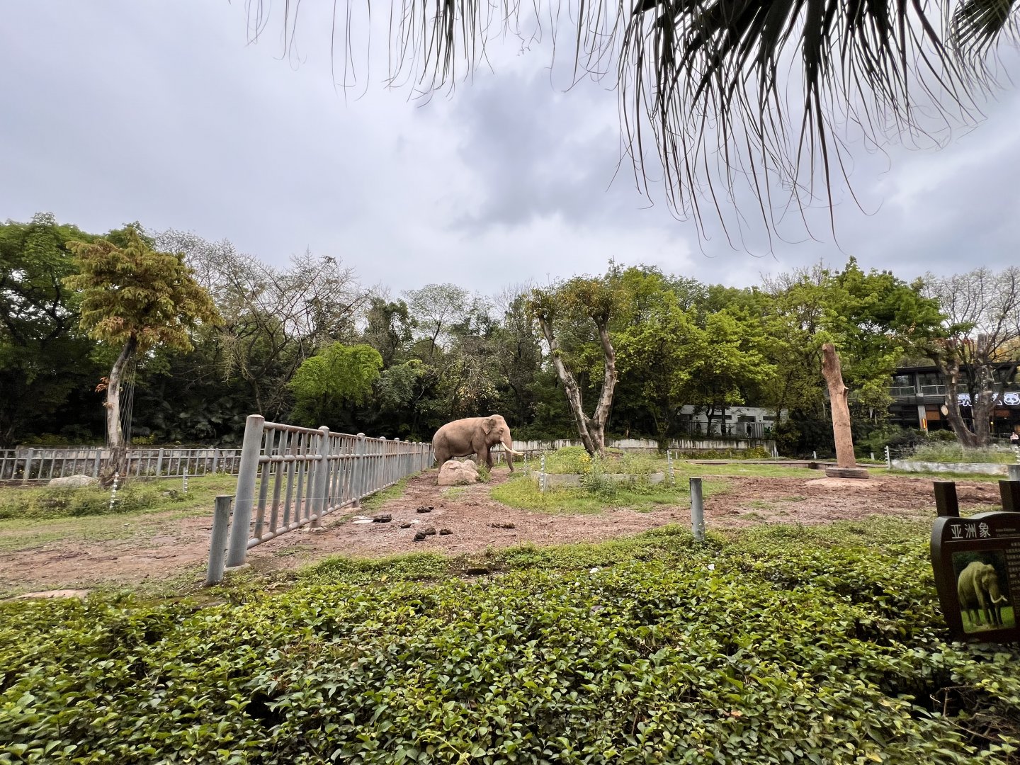 Right-side of Asian Elephant Exhibit