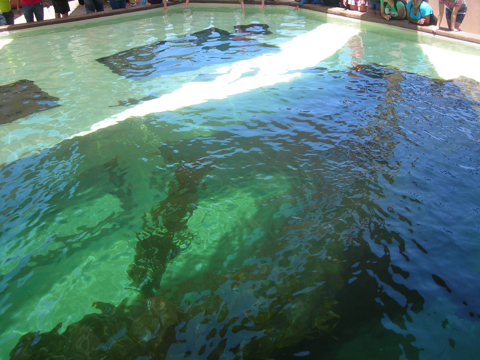 right side of bat ray touch tank in manta rollercoaster