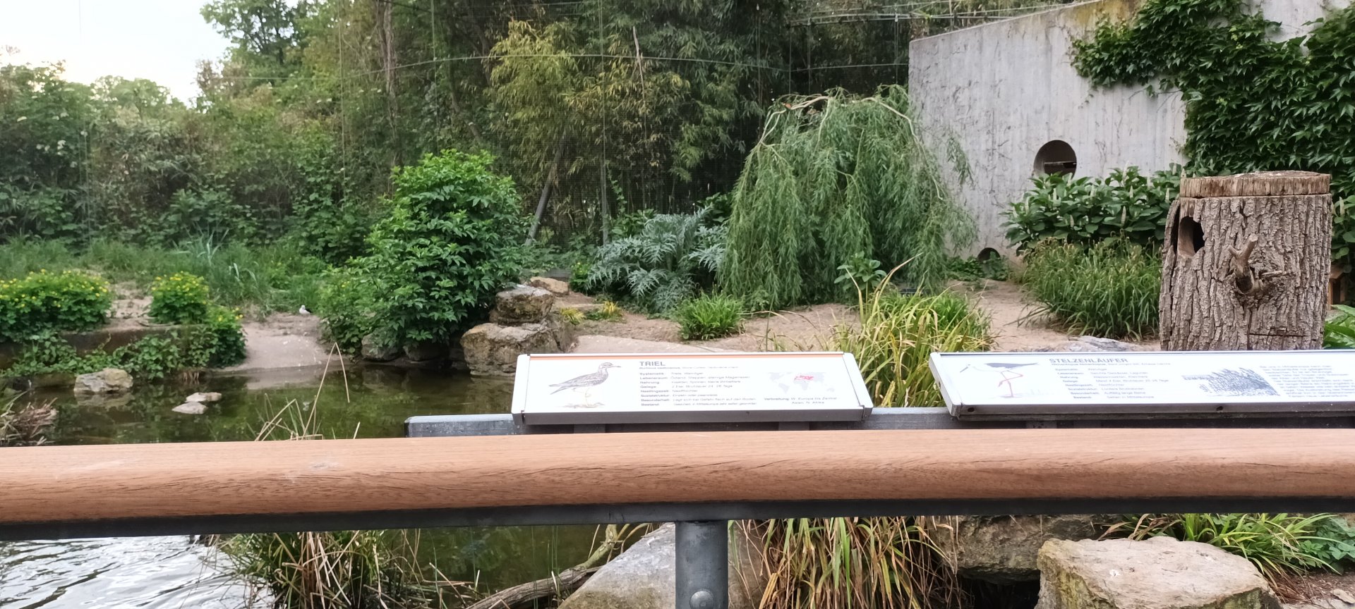 Right side of European freeflight Aviary