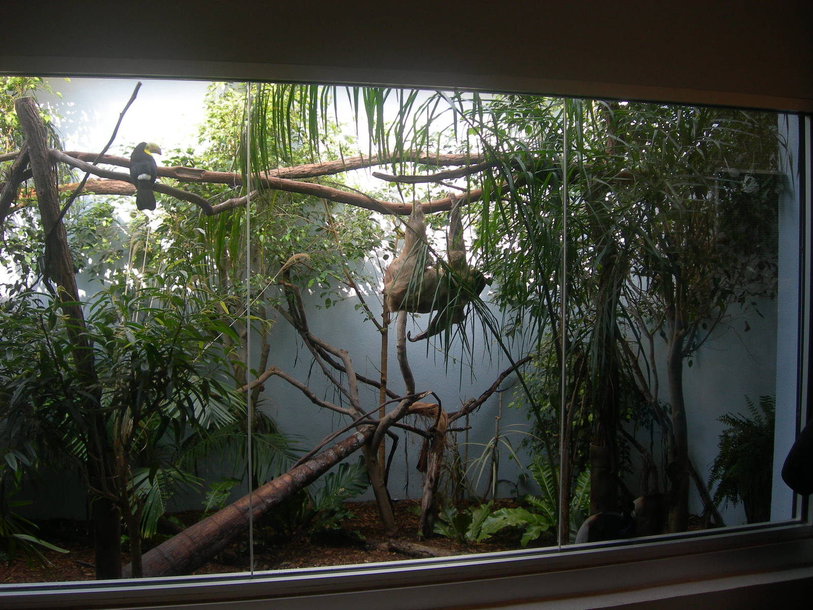 Right side of Keel-Billed Toucan,Two-Toed Sloth &amp; Gray-Winged Trump