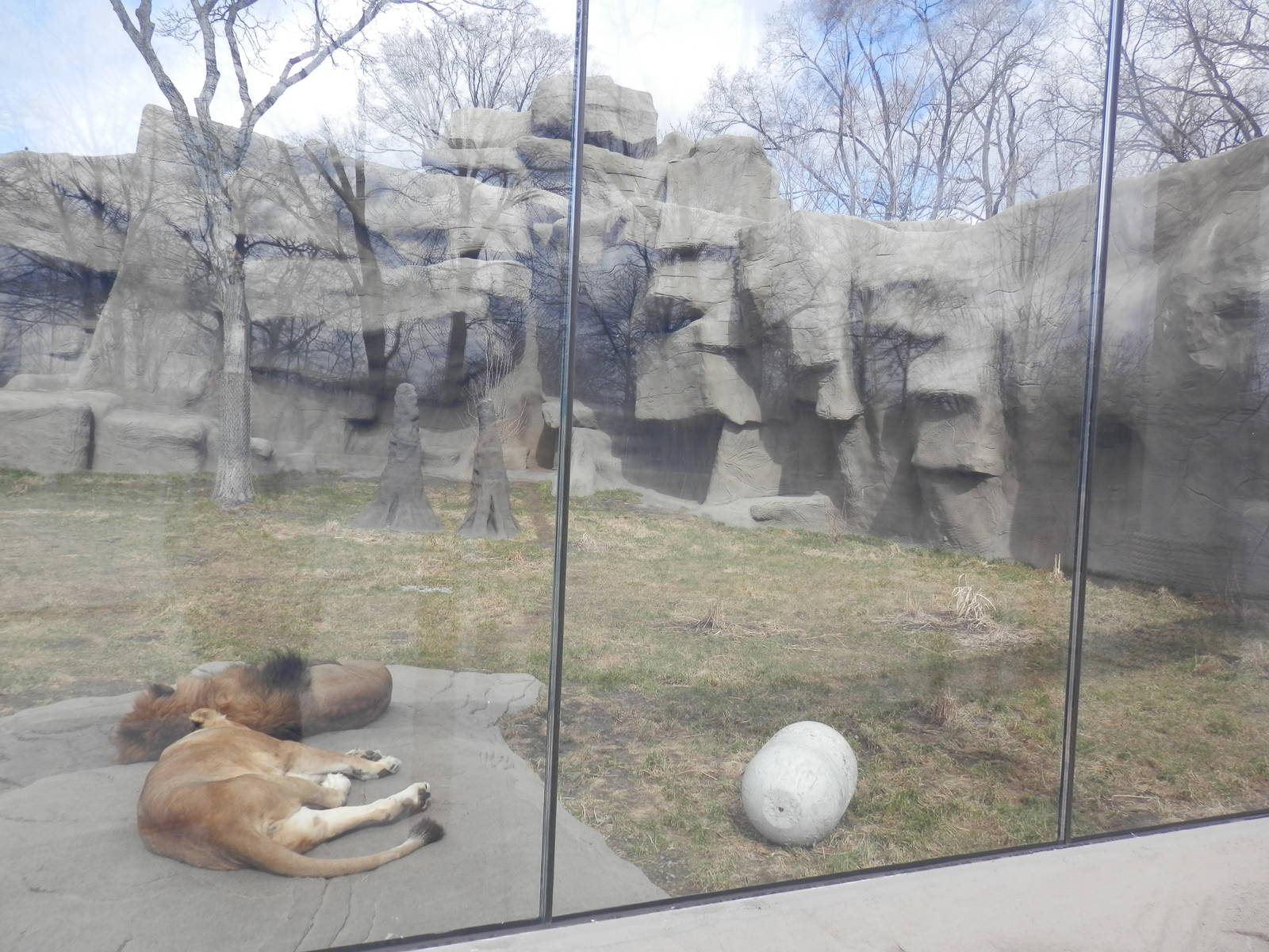 Right side of Lion exhibit