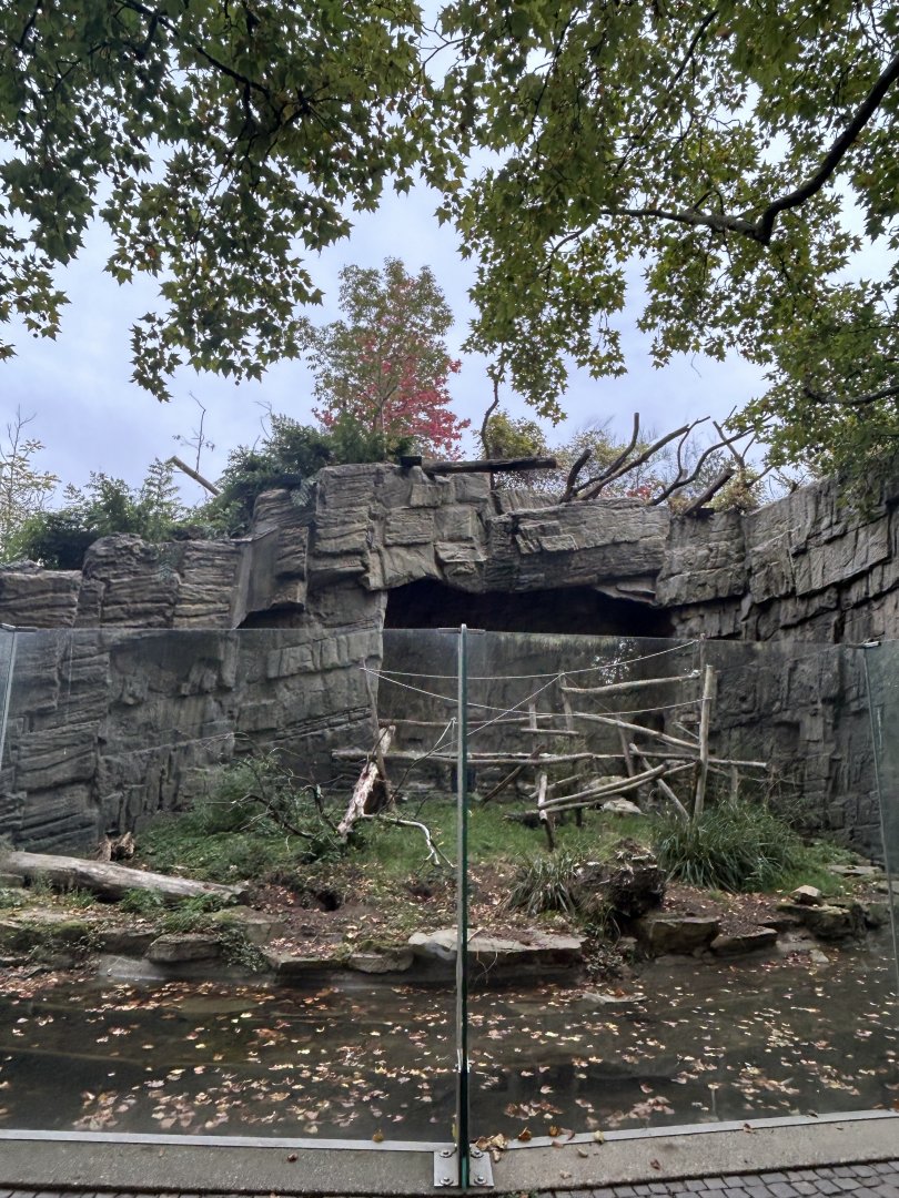 Right side of the island for mandrills or Colombian black spider monkeys