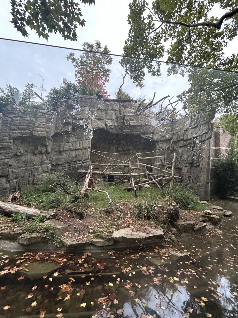 Right side of the island for mandrills or Colombian black spider monkeys