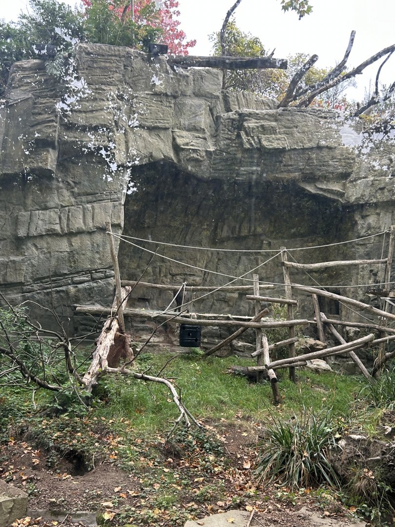 Right side of the island for mandrills or Colombian black spider monkeys
