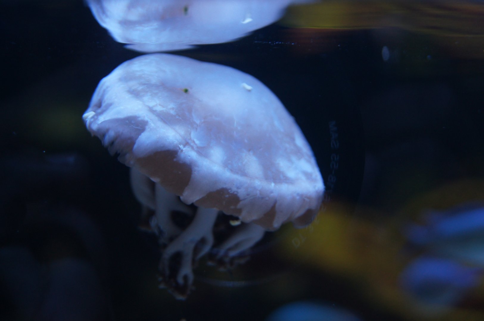 Right Side Up Jellyfish