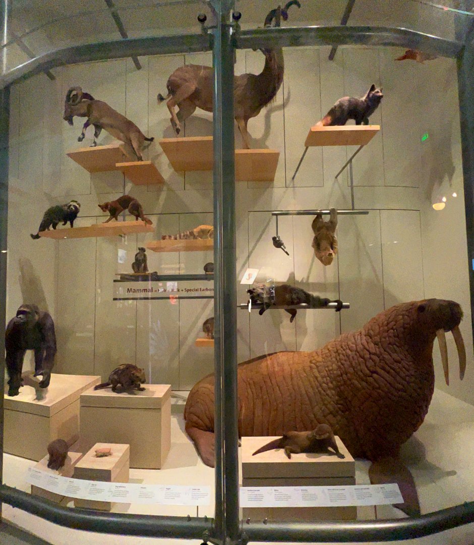 Right Side Wall Case Of Mammal Specimens