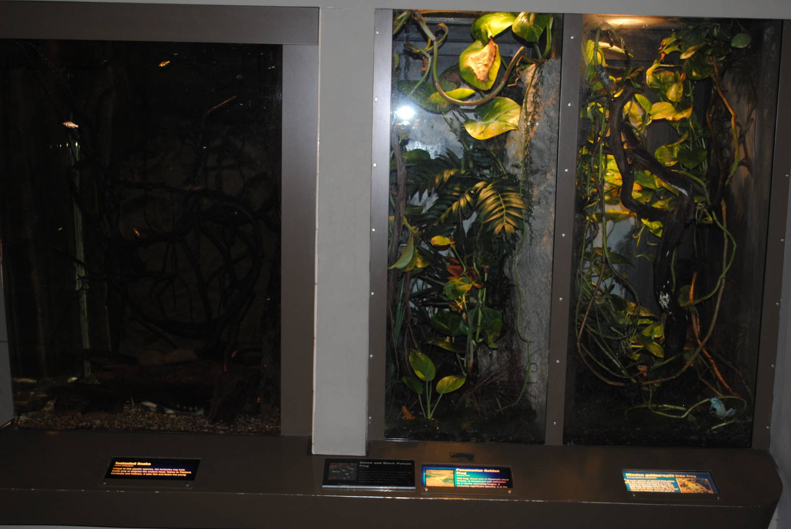 Right to Left: Mission Golden-eye Frogs, Panamanian Golden Frogs/Green and