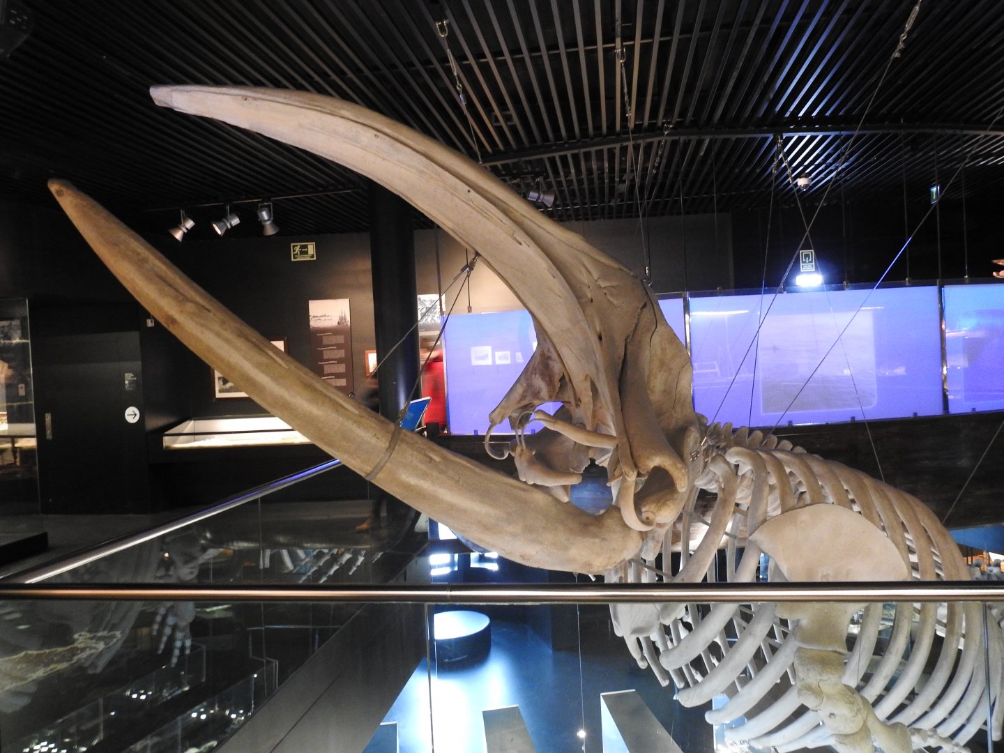 Right Whale skeleton