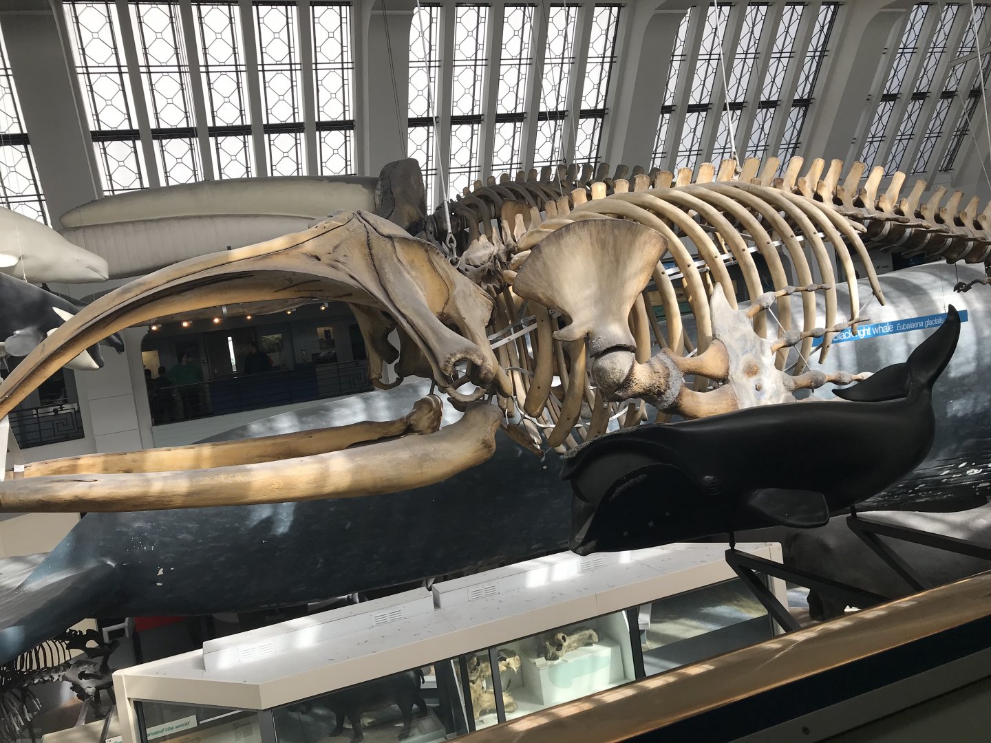 Right whale skeleton