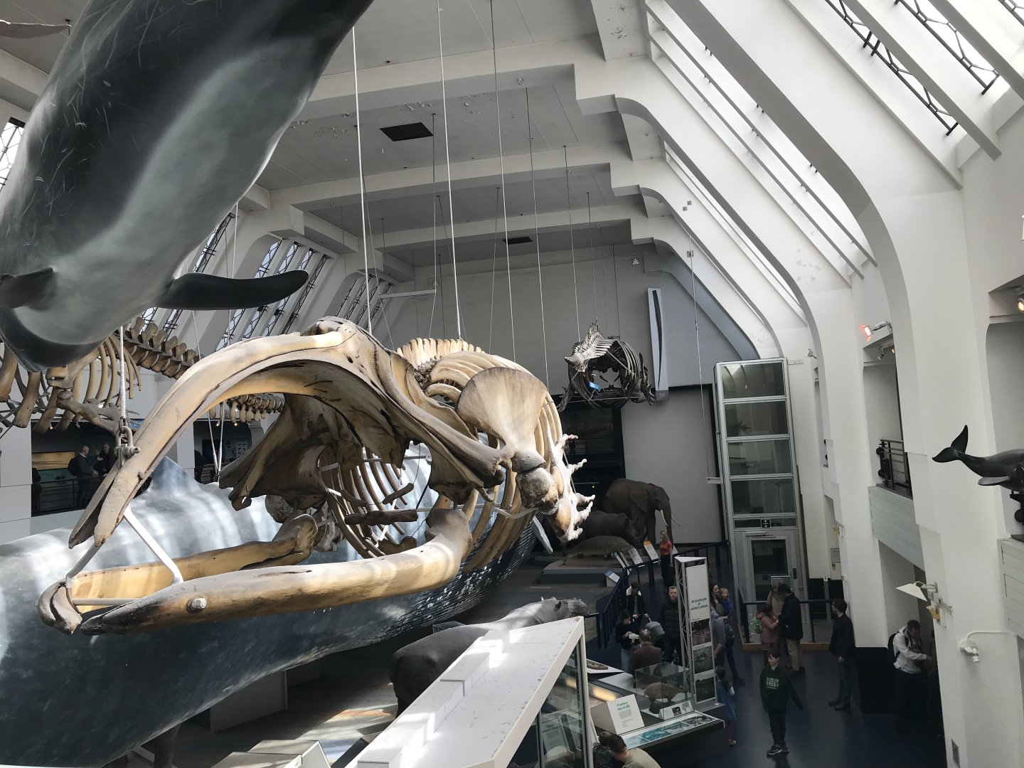 Right whale skeleton