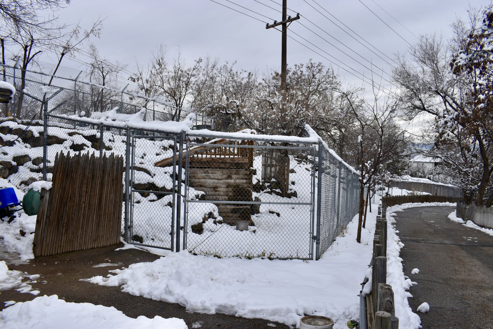 Right Yard - Markhor Exhibit - Asian Highlands