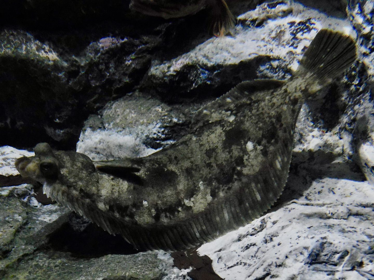 Righteye Flounder ID