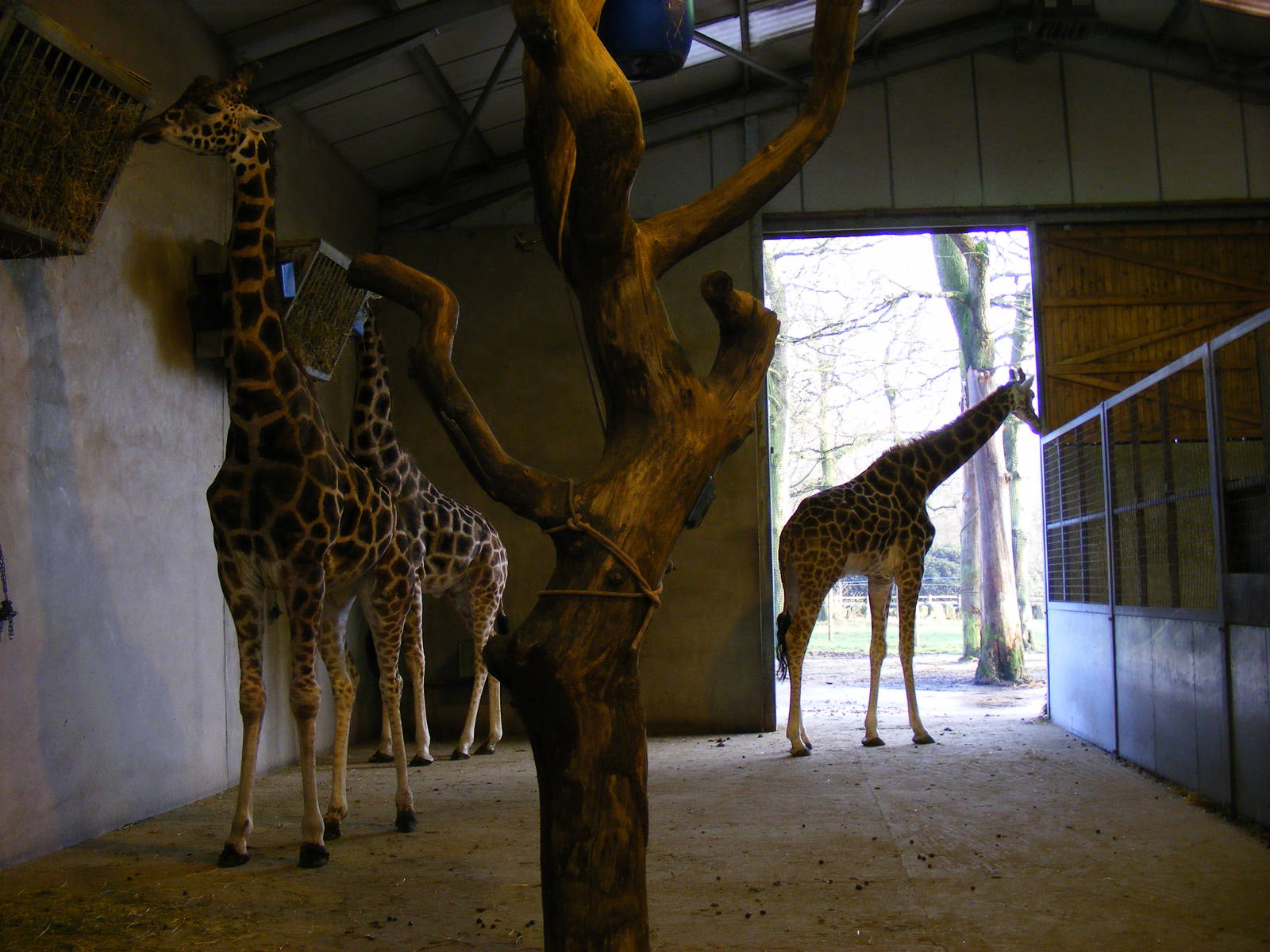 Rigsby, Oliver and Jester the giraffes at Knowsley Safari Park, 28 December
