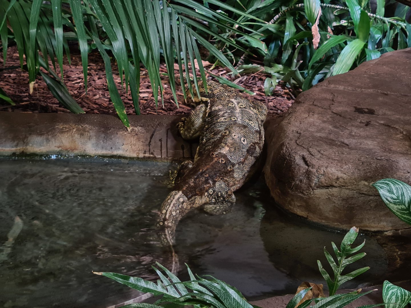 Rimba - Asian water monitor after a swim