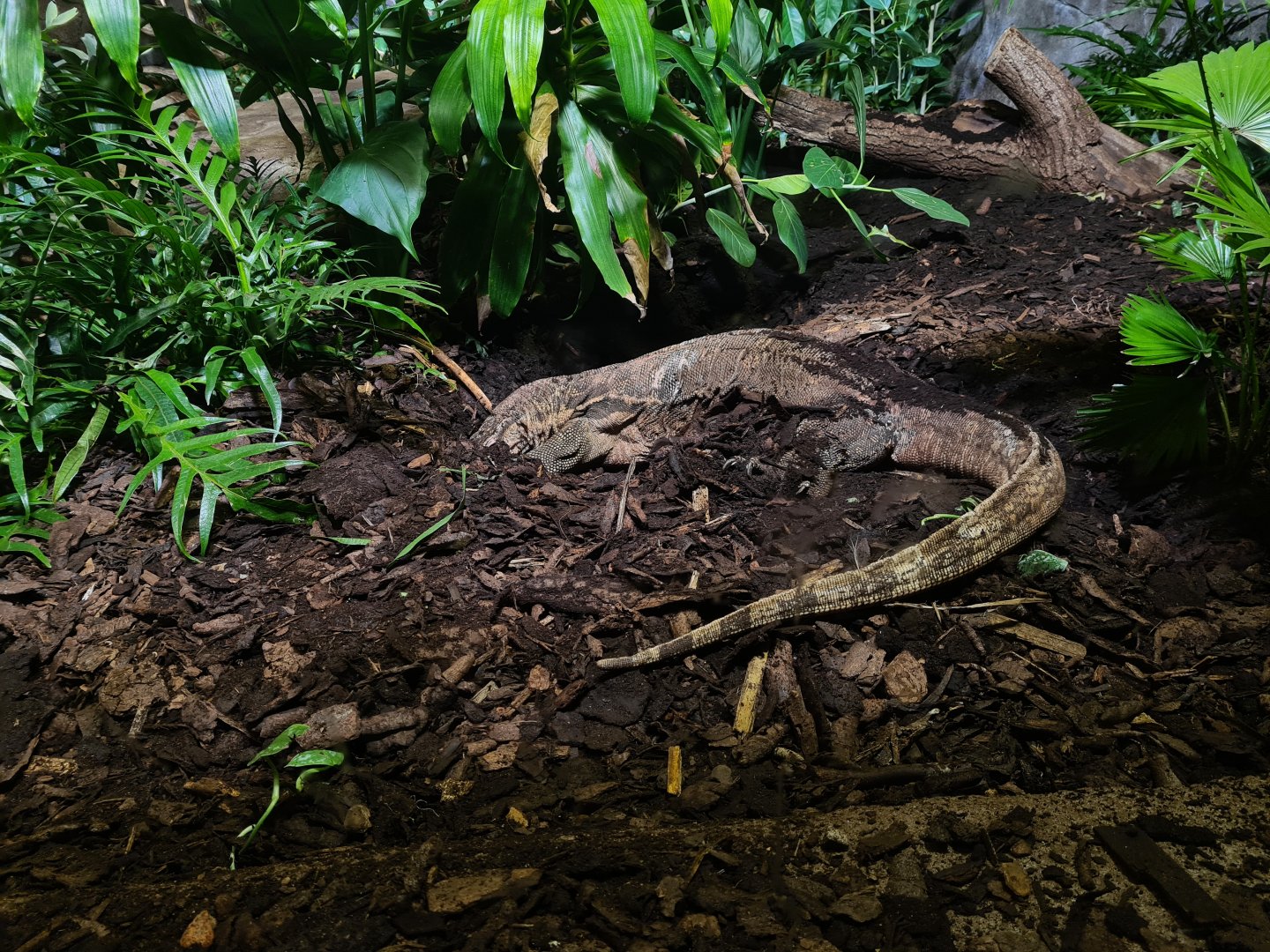 Rimba - Asian water monitor digging