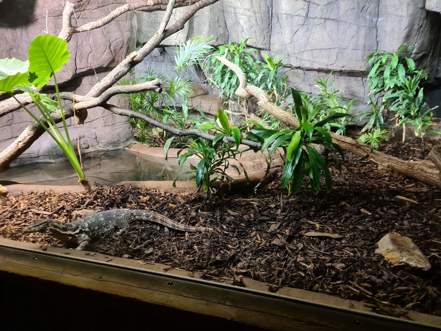 Rimba - Asian water monitor enclosure