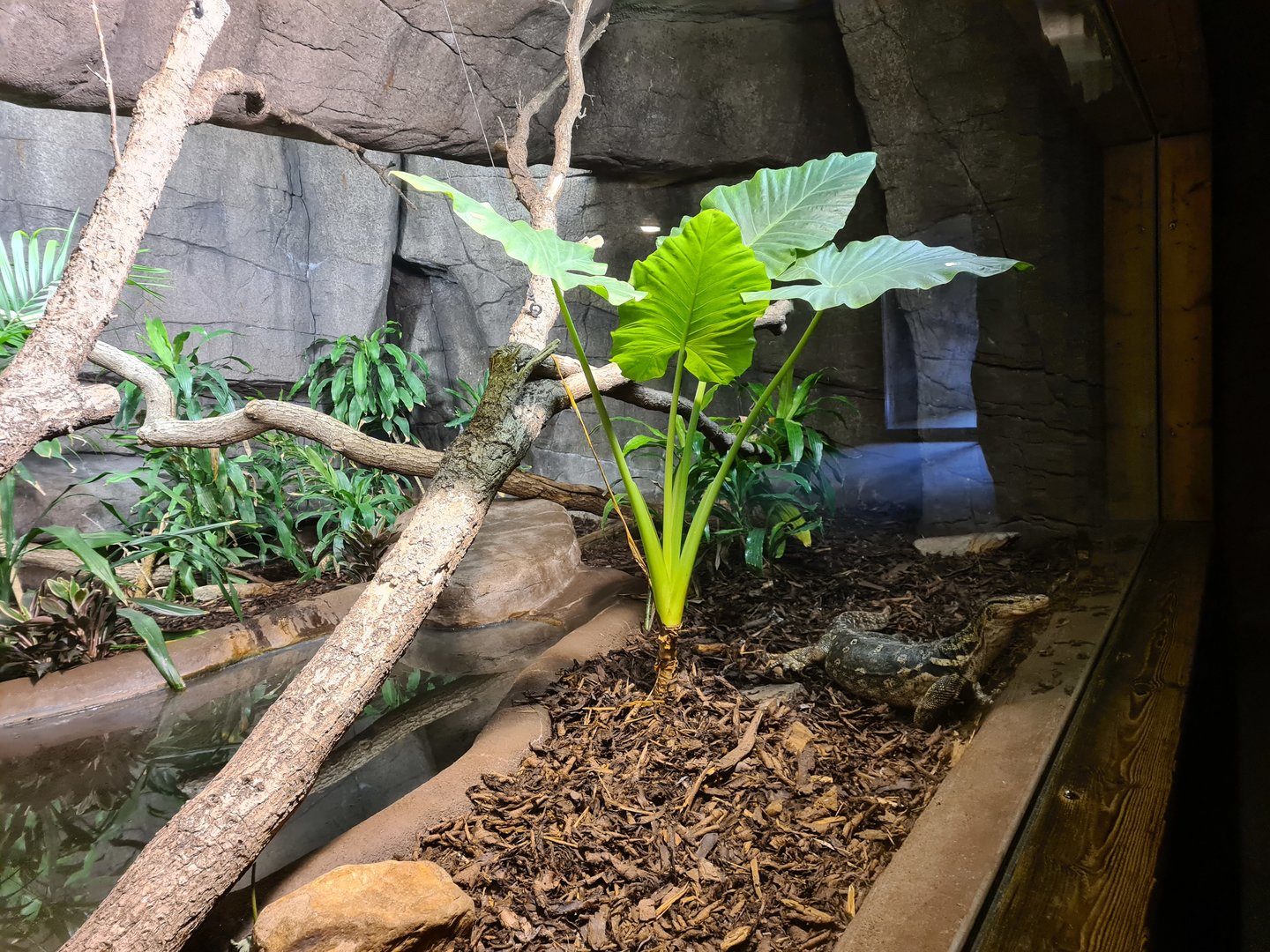 Rimba - Asian water monitor enclosure