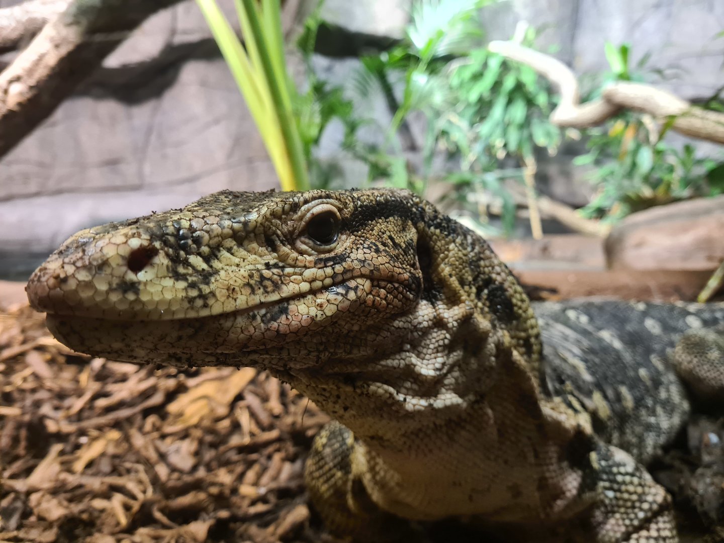 Rimba - Asian water monitor